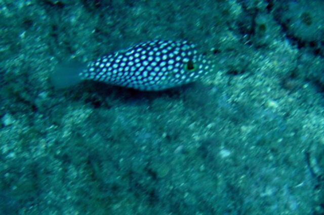 Spotted fish