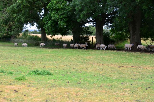 Dover's Hill sheep buddies (02)