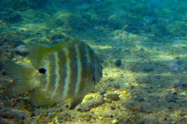 Snorkeling - fish (2)