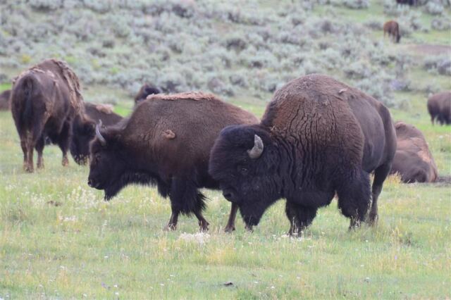 Lamar Valley bison (20)