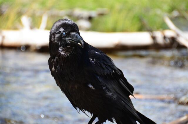 Fairy Falls ravens (3)