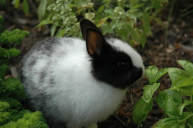 oreo-in-the-garden-7-