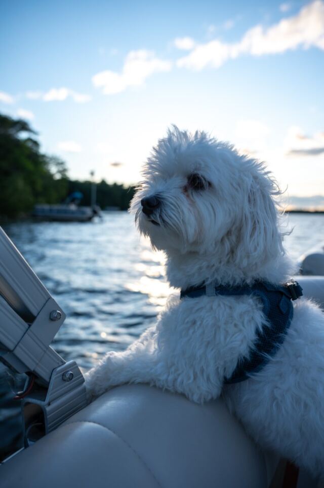 Lake dogs 05