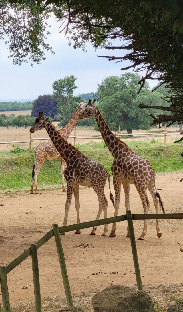 Cotswold Wildlife Park - giraffes (1)