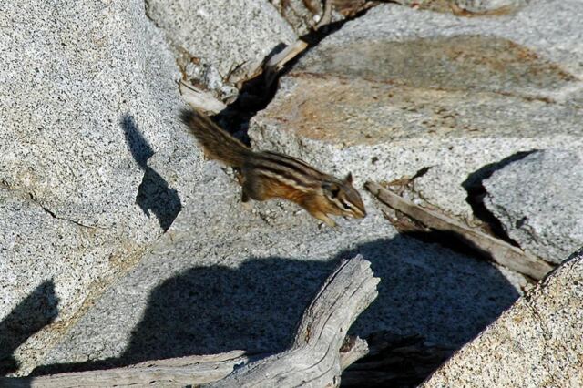Super chipmunk