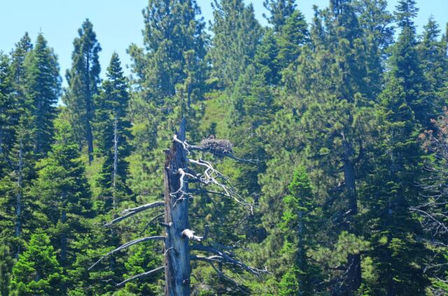Tahoe eagle nests (from boat - slightly blurry) 04