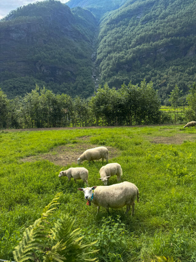 Skjolden sheep 02