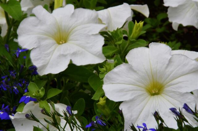 Colorful Vail flowers (3)