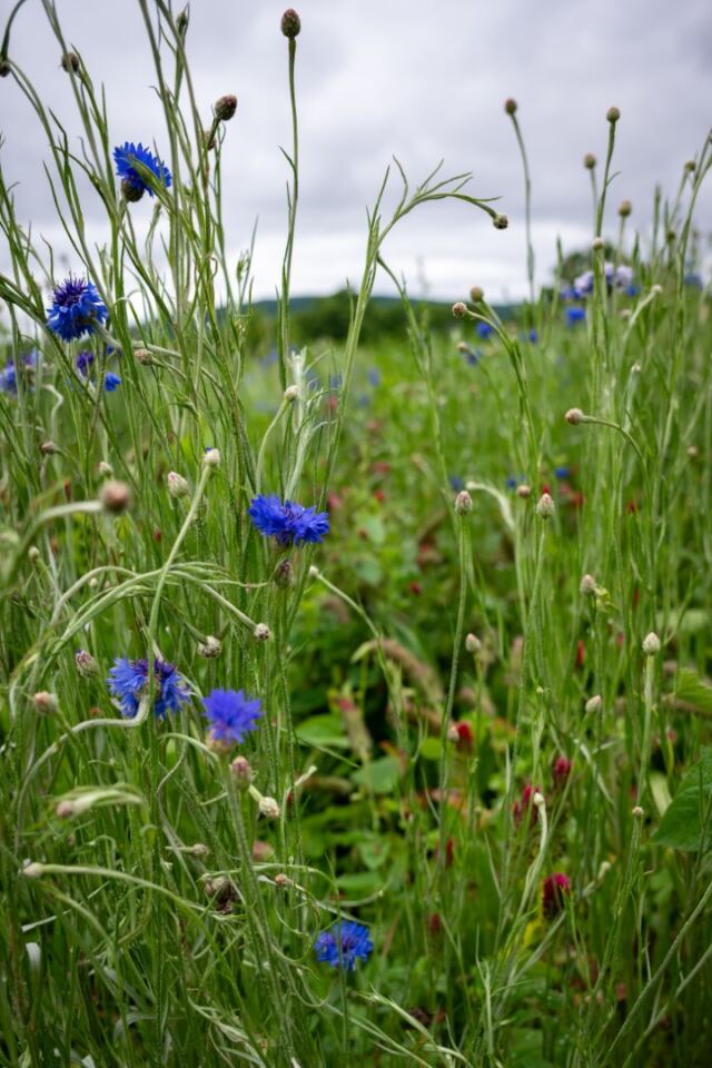 Great Country Farms - Wildflowers 4