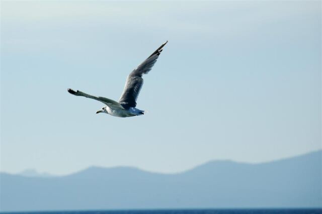 Seagull in flight over Lake Tahoe