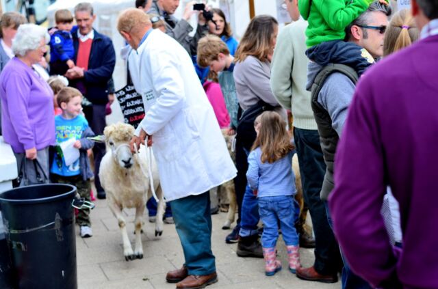 Just walkin' my sheep down the street (1)