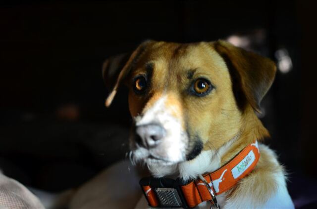 pippa-and-her-new-collar