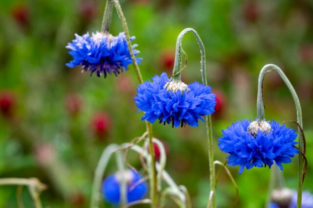 Great Country Farms - Wildflowers 6