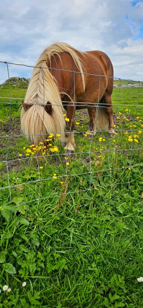 The Shetland Pony Experience 19