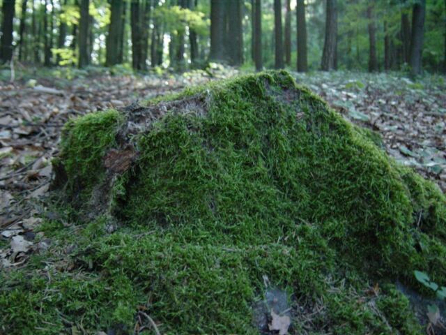 mossy-rock