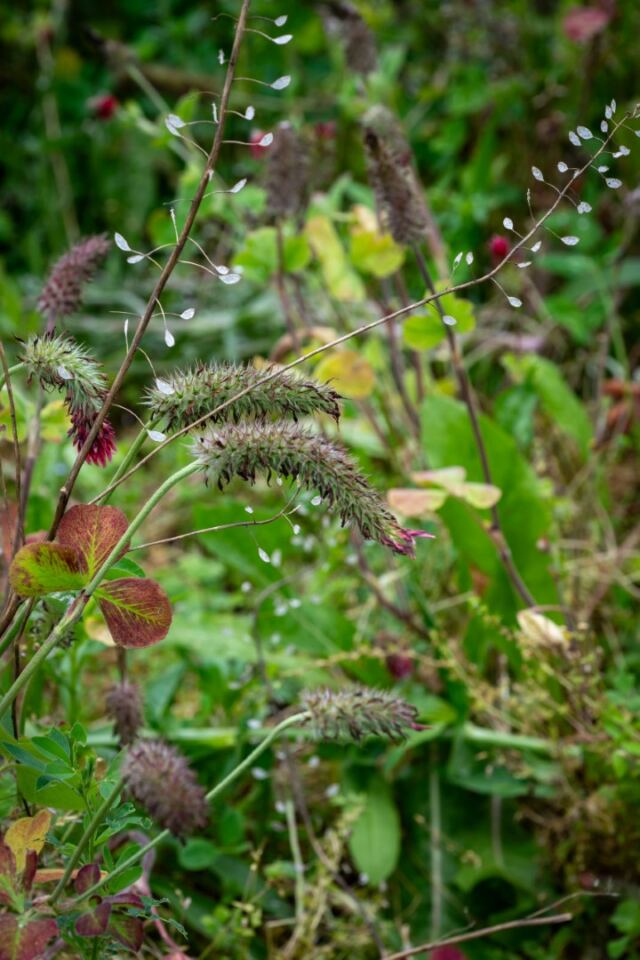 Great Country Farms - Wildflowers 5
