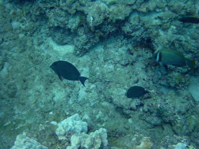 Fish!