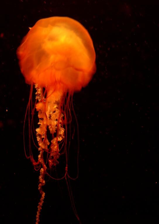Jellyfish (7)