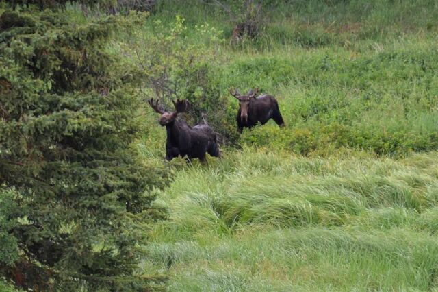 Moose (20)