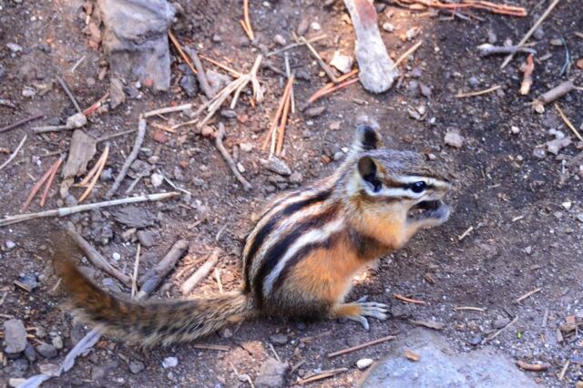 Chipmunk snacking