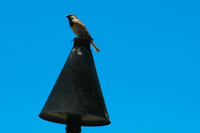 Bird on a torch