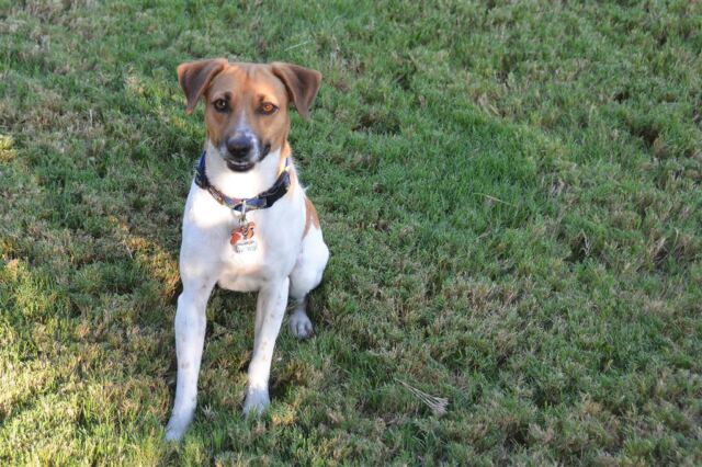 i-m-sitting-throw-the-ball