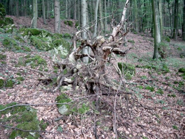 tree-stump-1