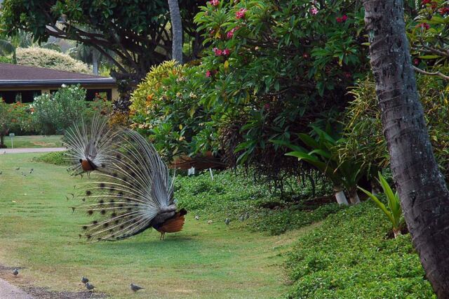 Strutting peacocks (1)