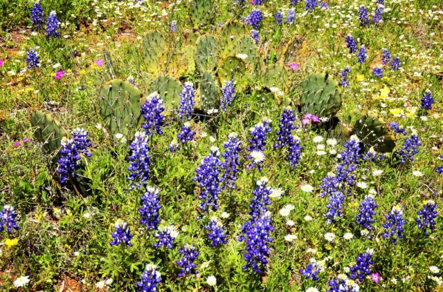 Willow Loop valley bluebonnets and cactus 1