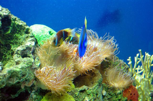 Colorful fish