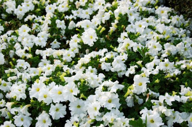Jackson Square flowers (4)