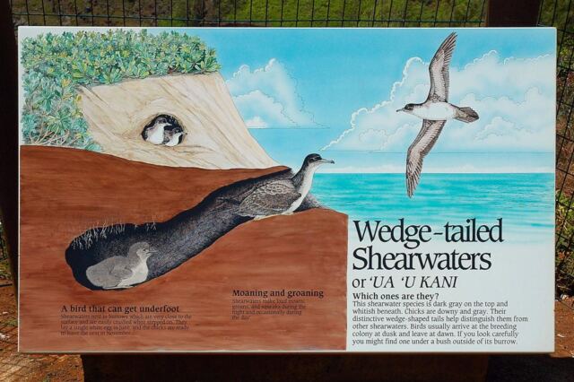 Wedge-tailed Shearwaters