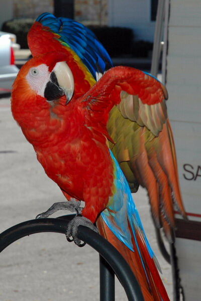 Parrot 1
