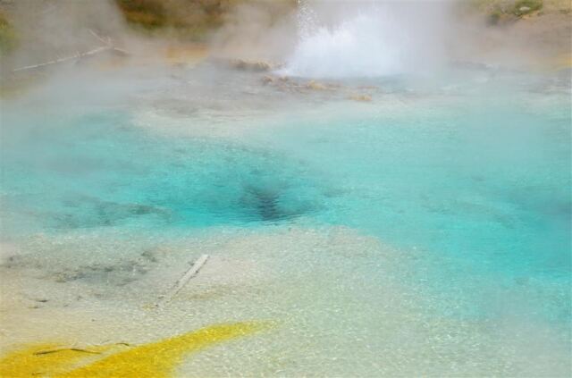 Imperial Geyser (8)