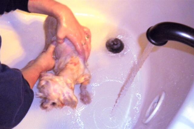 coy-v-skunk-bath-2