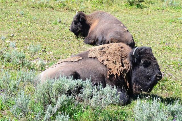 Lounging bison pair