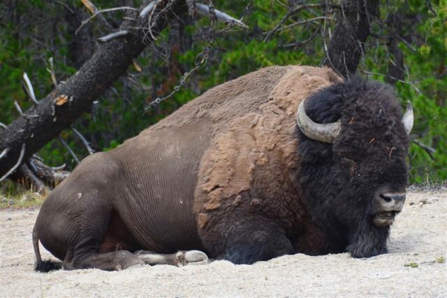 Roadside lounging bison (1)
