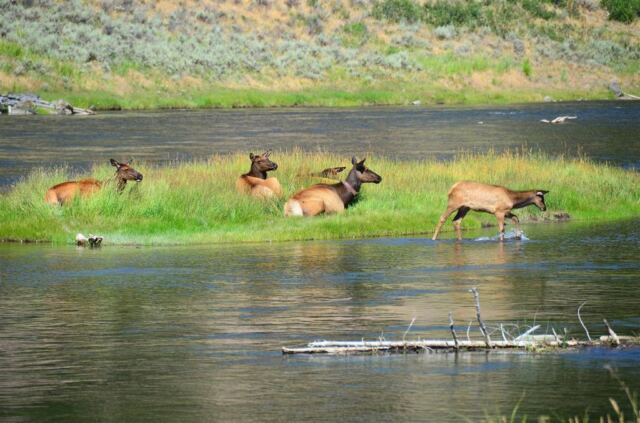 Elk in the stream (1)