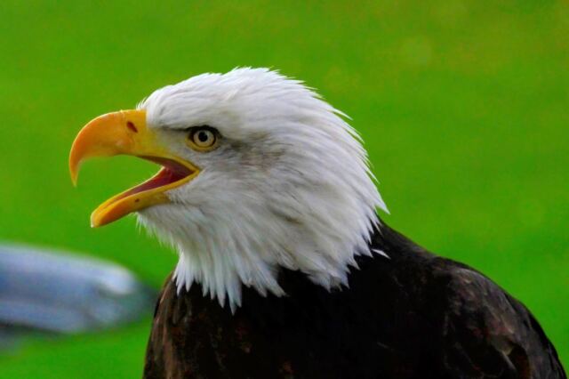 warwick-castle-bald-eagle-2