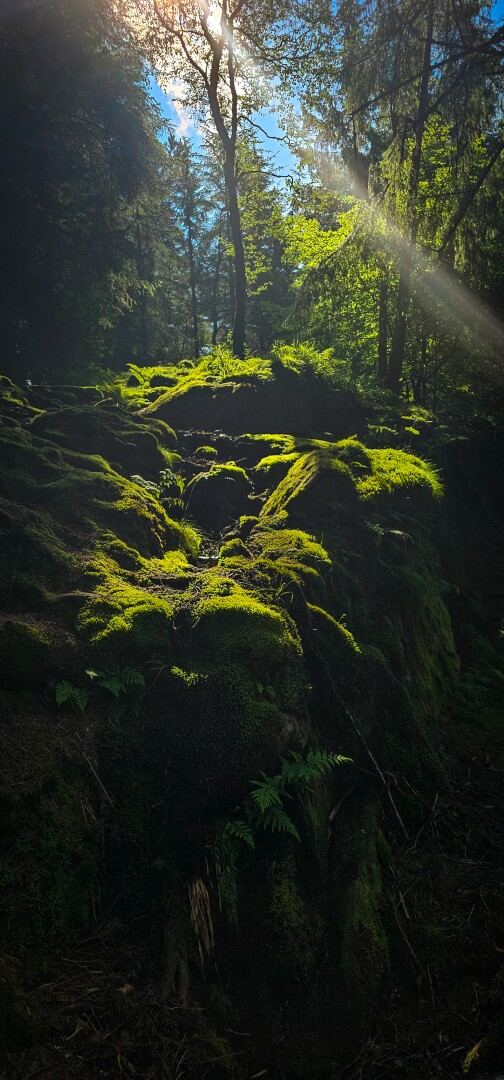 Mt Floyen magical forest 03