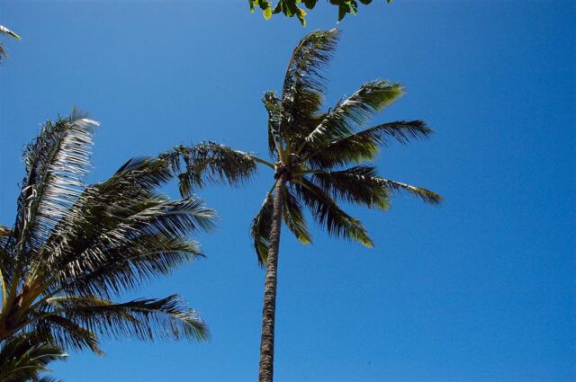 Palm trees and blue skies (3)