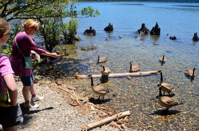Goose Feeding - Fallen Leaf Lake 02