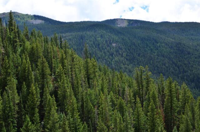 Looking back across the trees