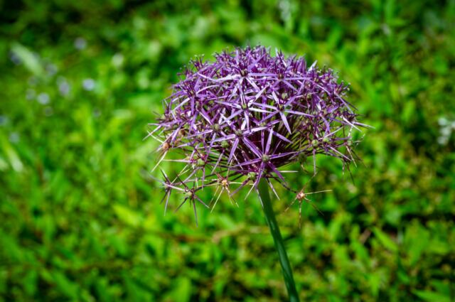 The Cathedral Garth flowers 8