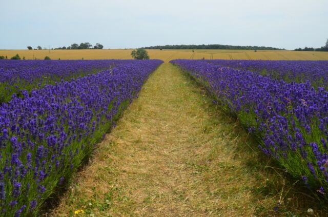 Cotswold Lavender - field views (02)