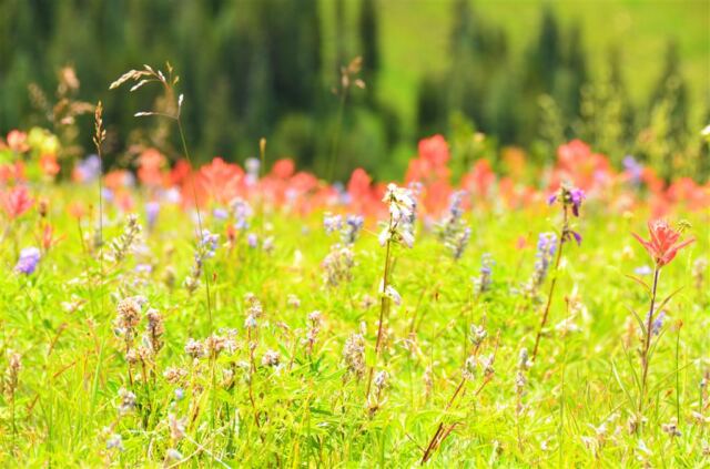Ridge Route wildflowers (2)