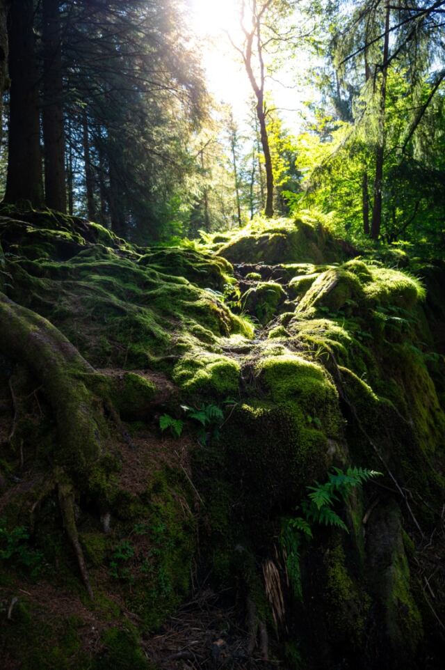 Mt Floyen magical forest 02