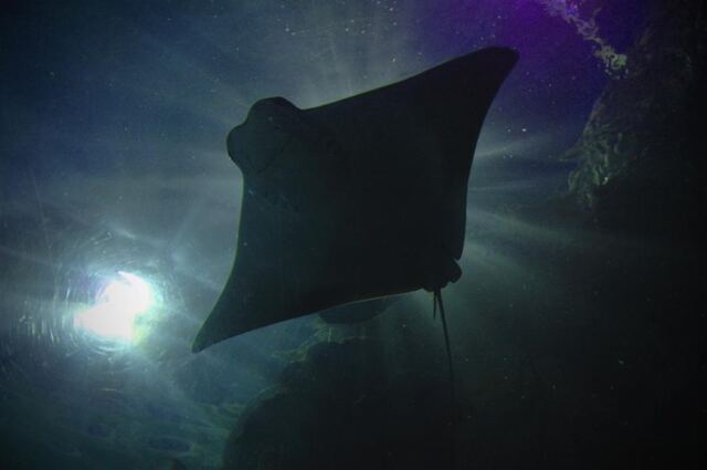 Overhead ray