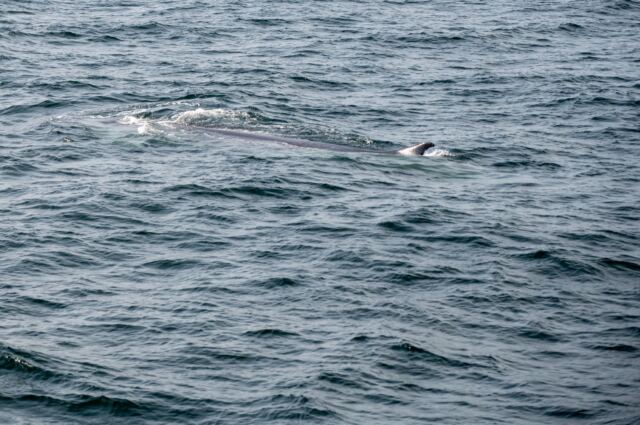 Cape Cod fin whales 04