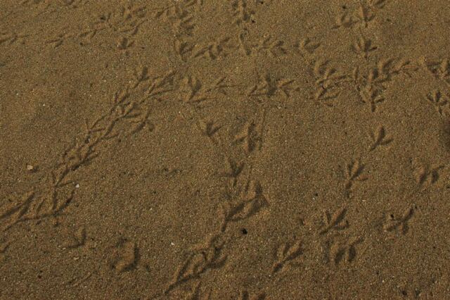 Chicken tracks